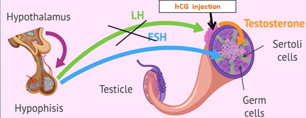 improve testosterone deficiency